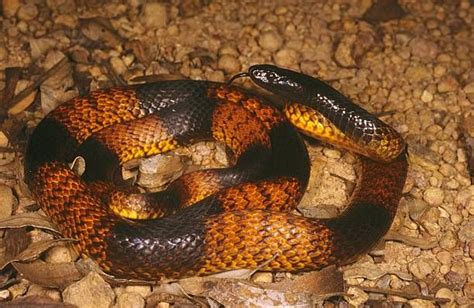 Western Brown Snake or Gwardar - Very Dangerous Snake in Bindoon ...