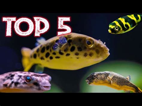 Top 5 Freshwater Puffer Fish For Your Aquarium - YouTube