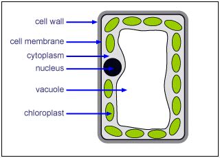 Palisade Cell