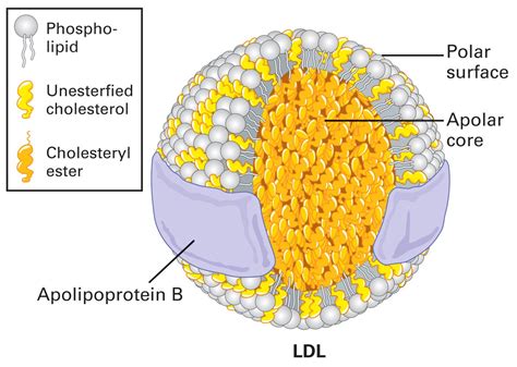 Lipoproteínas / LDL.jpg