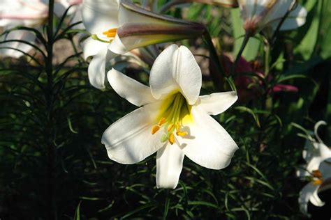 How to Transplant and Care for Easter Lilies After Blooming