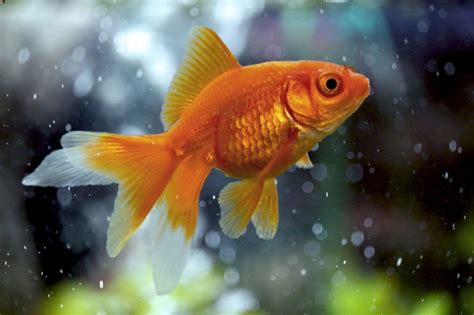 Fantail Goldfish 101: Care, Size, Lifespan & Tank Mates