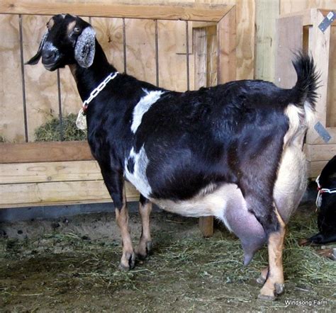 Windsong Farm - Breeder of ADGA Purebred Nubian Dairy Goats in Missouri Foundation Herd: http ...