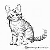 Tabby Cat Coloring Pages  Free & Printable sketch template