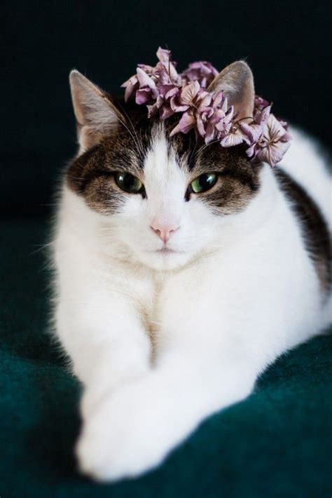 98cbd5a2a6d55abfbfa69888bdb9961c--flower-crowns-a-flower.jpg (683×1024) | Pretty cats, Beautiful ...