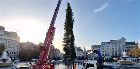 The Trafalgar Square Christmas tree has arrived and it sums up the ...