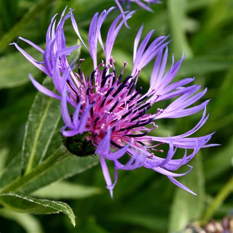 Purple Centaurea Montana Flower – Photos Public Domain