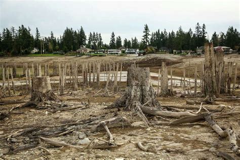 Drained Lake Tapps exposes underwater forests, lost items