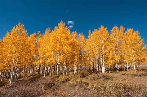 4,100+ Quaking Aspen Tree Stock Photos, Pictures & Royalty-Free Images - iStock