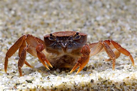 Freshwater Crabs in Singapore | Conservation of Singapore Freshwater Crab