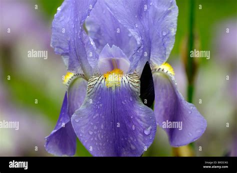 iris realm Bearded Iris germanica German Iris Rhizomatous blue colour color bloom flower blossom ...