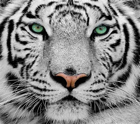 White Tiger, animal, car, HD wallpaper | Peakpx