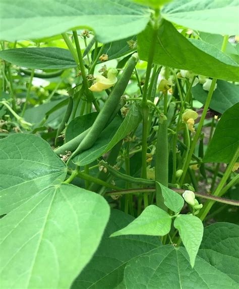 Green Bean Plant Spacing - Garden Plant