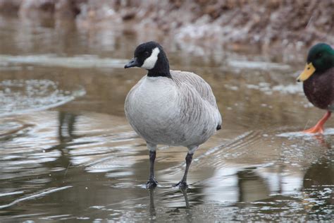 Leucistic Cackling Goose in PA by Alex Lamoreaux | Nemesis Bird