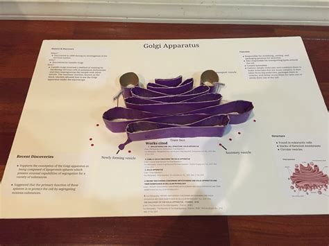 Structure and function of the golgi apparatus