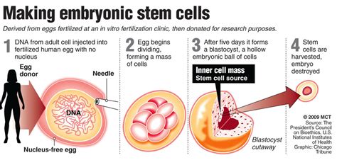 Human&Animal Anatomy and Physiology Diagrams: Making Embryonic stem ...