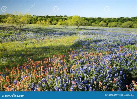 Spring Wildflowers Near Ennis, Texas Stock Image - Image of petal ...