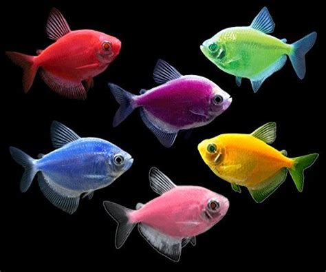 GloFish tetra: care, size, lifespan, tankmates, types