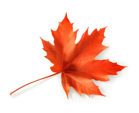 Maple leaf, vector — Stock Vector © natis76 #12825527