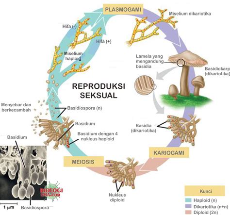 Jamur Basidiomycota: Struktur Tubuh, Reproduksi dan Contohnya - Dunia ...