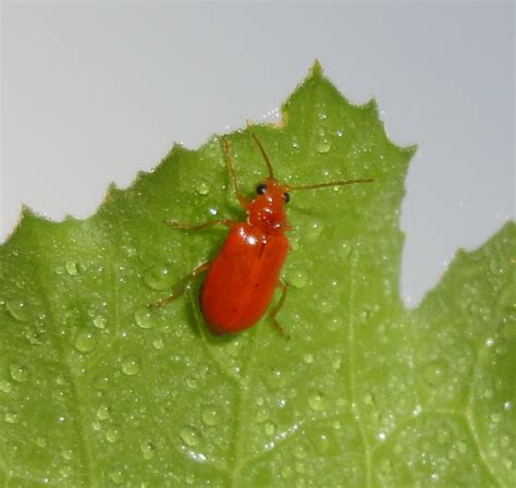 Red Pumpkin Beetle | Project Noah