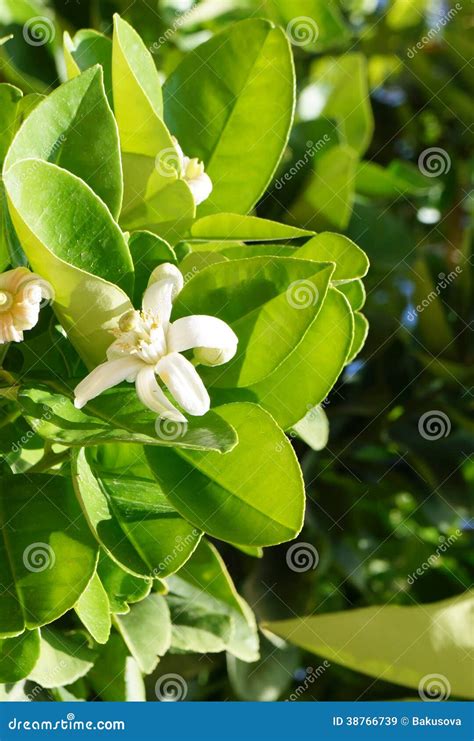 Orange tree blossom stock image. Image of leaves, focus - 38766739