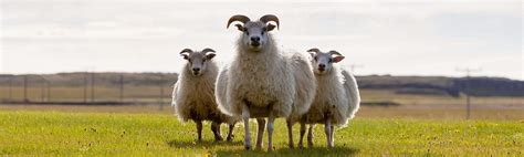 Everything you need to know about Icelandic Sheep & Wool