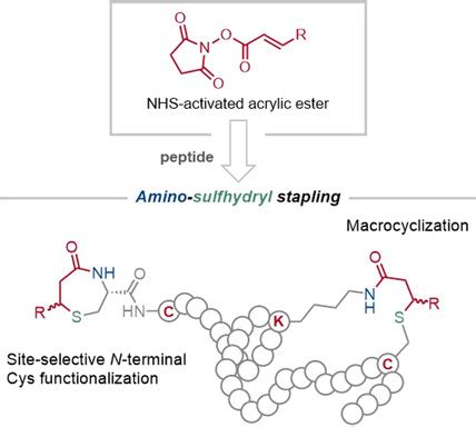 Sulfhydryl Group Model