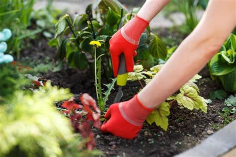 How to Kill Weeds: Ways to Kill Garden Weeds | Reader's Digest