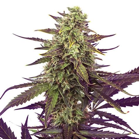 Cereal Milk - Strain Information - Cannaconnection.com - Strain Information