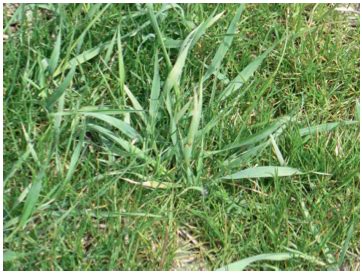 Quackgrass vs. Crabgrass - Weed and Feed Lawn Care