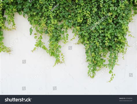 Ivy Leaves Isolated On White Background Stock Photo 87048998 - Shutterstock