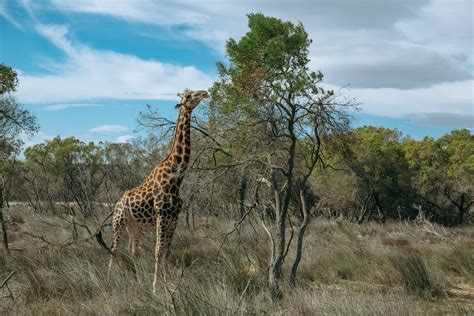 Buffelsfontein Game Reserve | South Africa | Wild Safari Guide