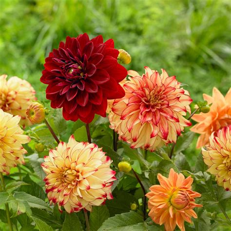 Tips for Growing Dahlias | HGTV