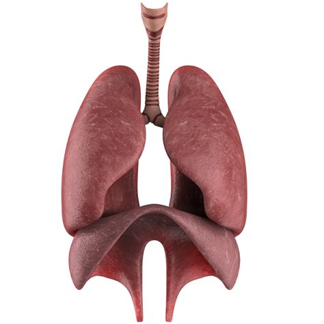 3d respiratory lungs diaphragm model