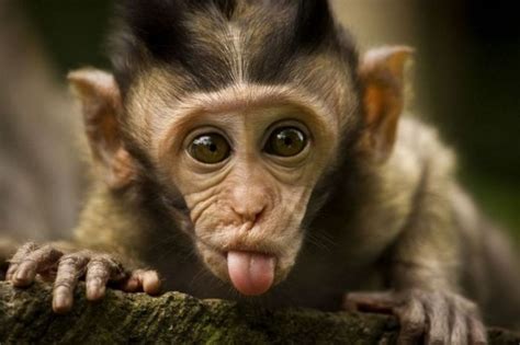 Encyclopaedia of Babies of Beautiful Wild Animals: Amazing Baby Baboon ...