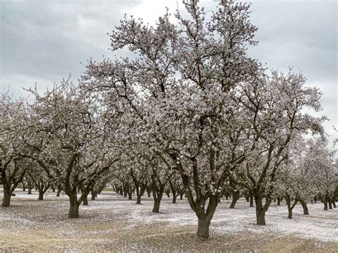 How to Experience California's Blooming Almond Orchards