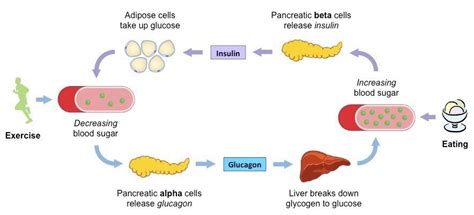 Insulin vs. Glucagon