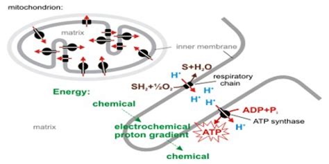 About Chemiosmotic Theory - Assignment Point