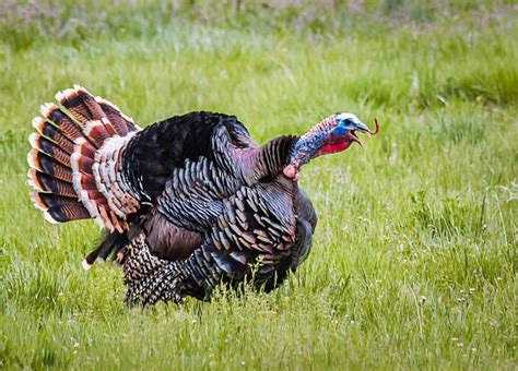 60+ Turkey Gobbling Stock Photos, Pictures & Royalty-Free Images - iStock