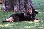 Category:Police dogs in Serbia - Wikimedia Commons