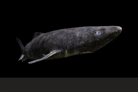 Greenland Shark Lifespan: Earth’s Longest-Living Vertebrate – Animals FYI