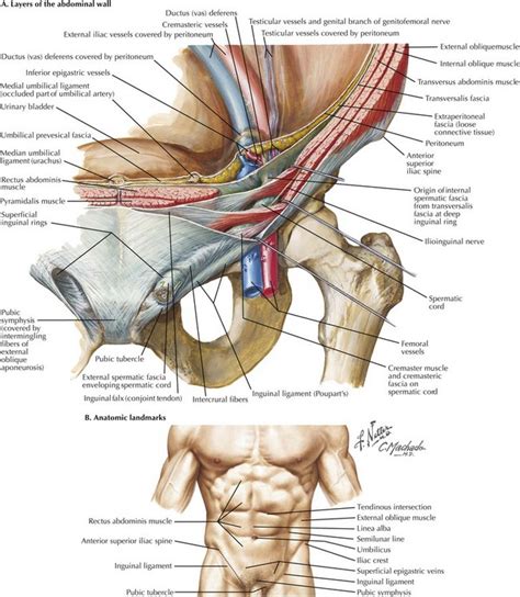 Open Inguinal Hernia Repair | Basicmedical Key