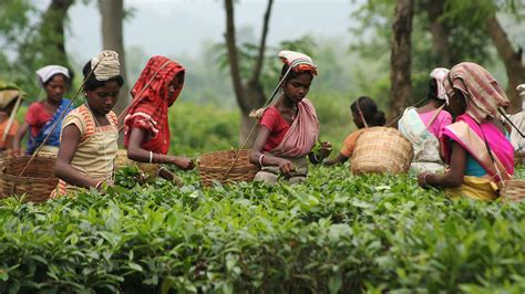 On International Tea Day, We Must Think Of Tea Workers on the Verge of a Humanitarian Crisis ...