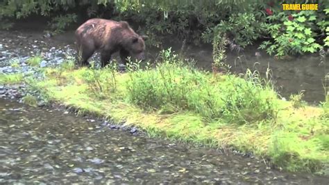 Hyder Bears, Fish Creek Bridge Wildlife Observation Site in Hyder ...