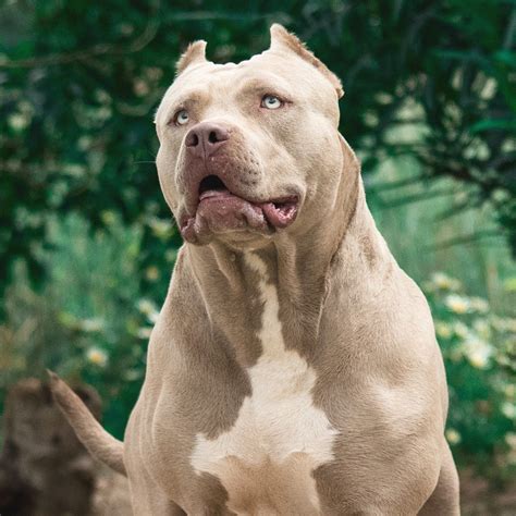 XXL American Bully -XXL Luxor Bullys