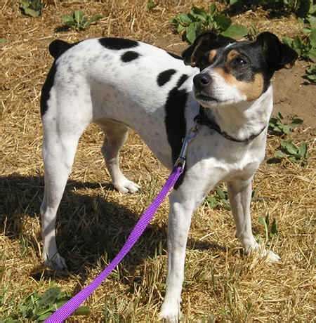 Raggle (Rat Terrier X Beagle Mix) Info, Temperament, Training, Pictures