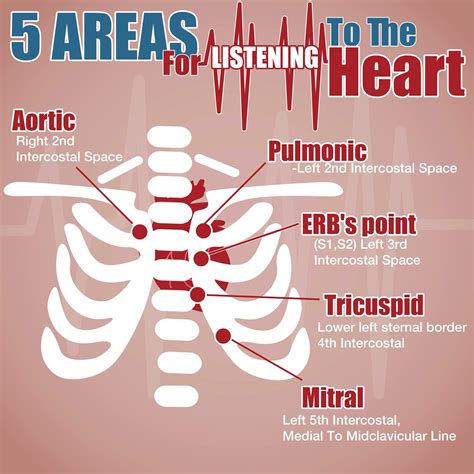 Heart sound | Nursing school studying, Nurse, Nursing education