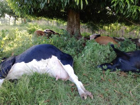 Cattle rancher loses it all when lightning kills at least 17 of his cattle | DR1.com