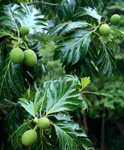 Breadfruit tree stock image. Image of bread, central - 19201605